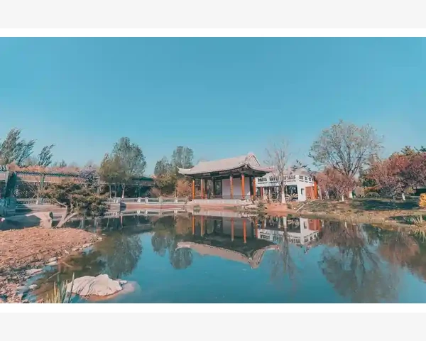 胖大海：清肺热解毒，中医科普与保健探索